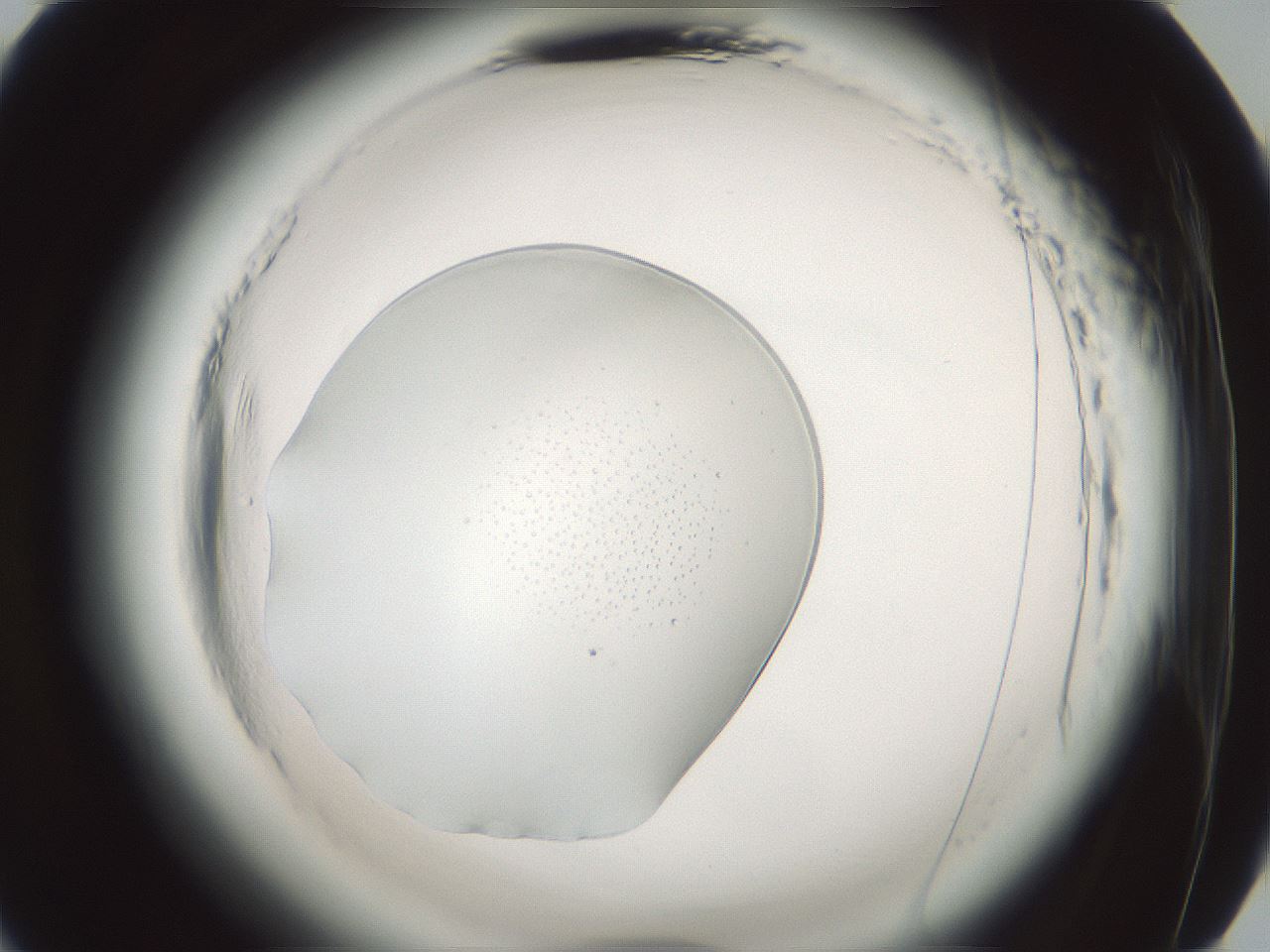 folderID610_plateID2610_batchID13190_wellNum45_profileID1_d2_r206639_ef.jpg