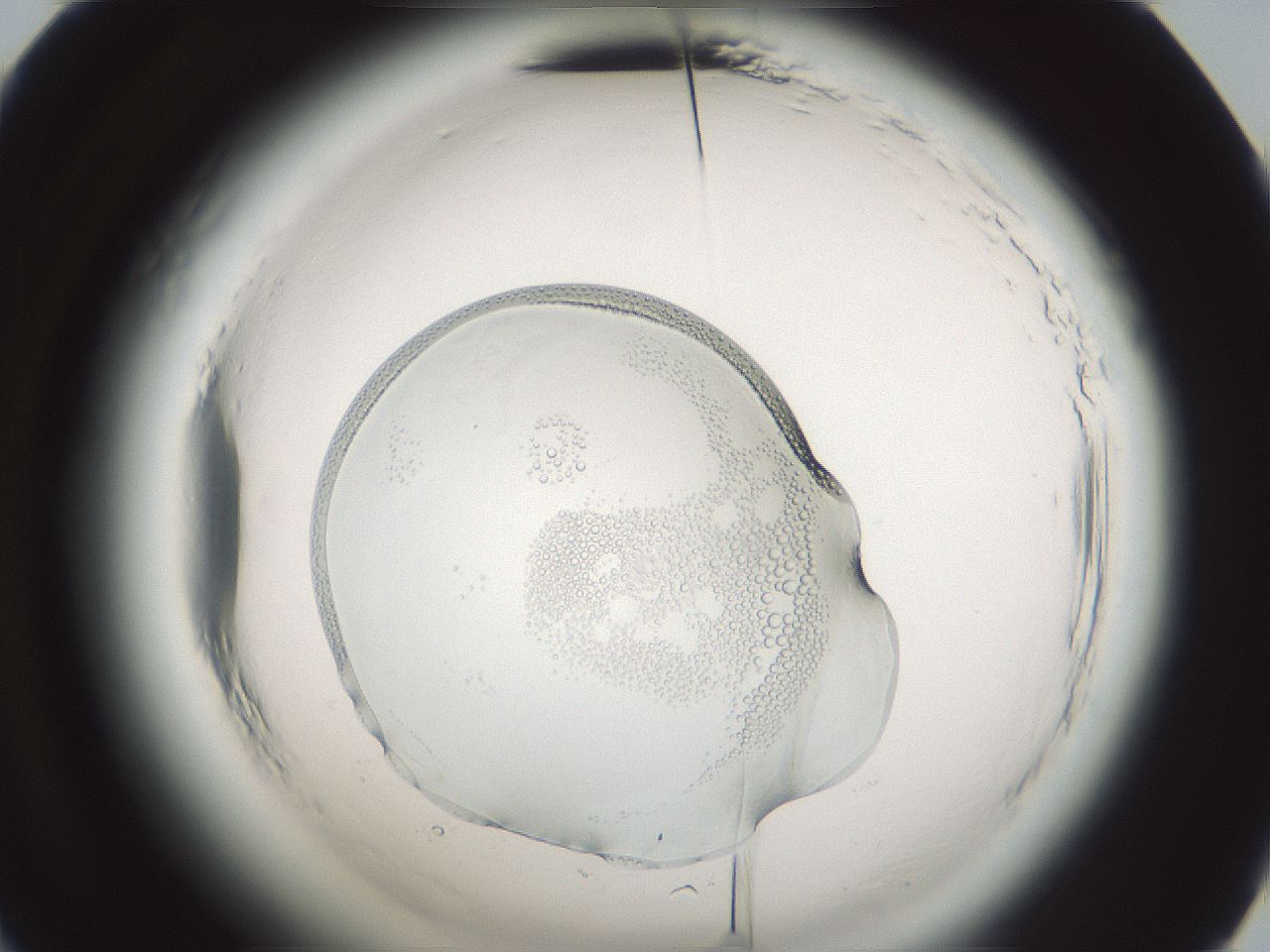 folderID610_plateID2610_batchID13190_wellNum48_profileID1_d2_r206648_ef.jpg