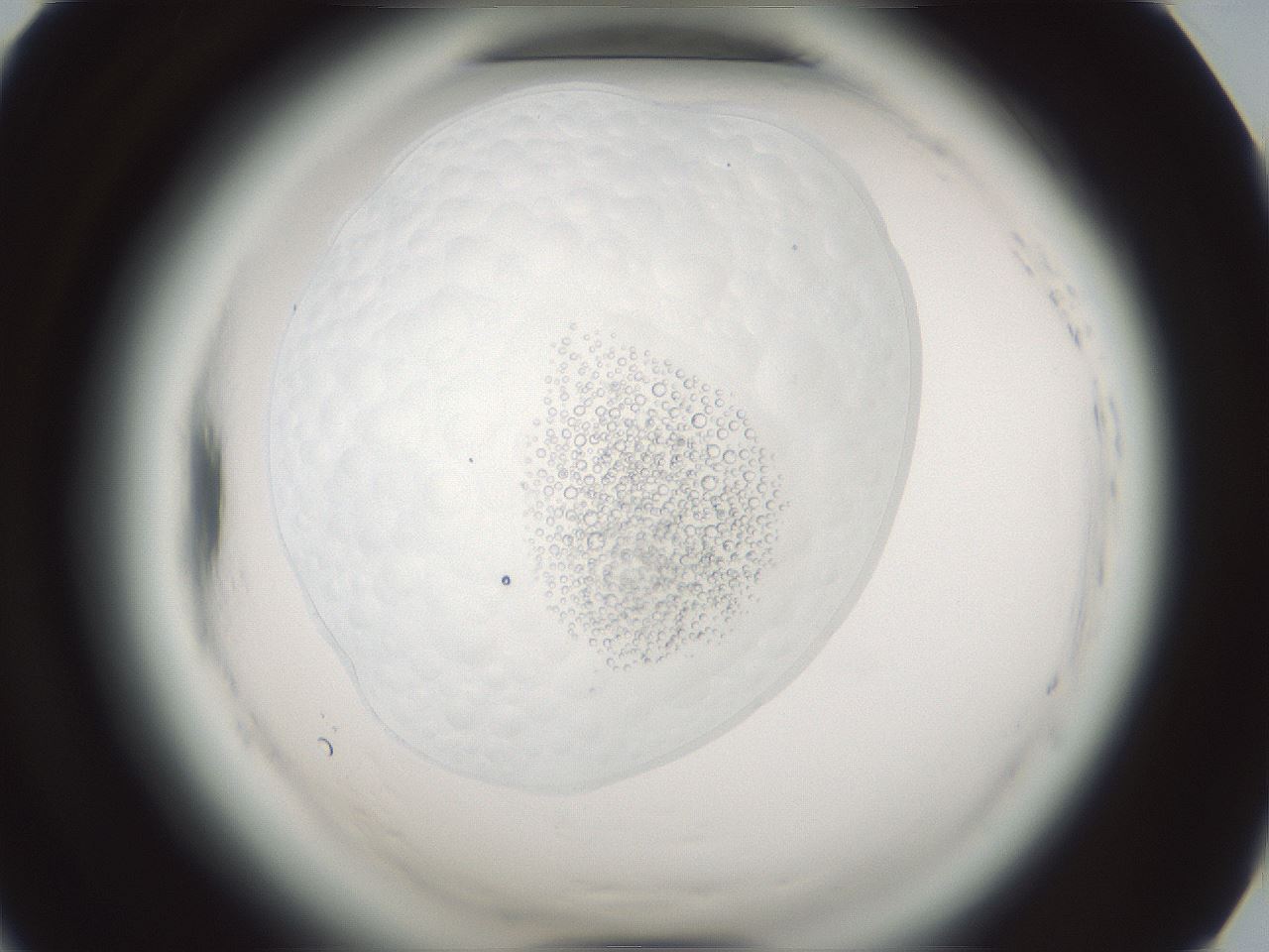 folderID610_plateID2610_batchID13190_wellNum54_profileID1_d1_r206665_ef.jpg