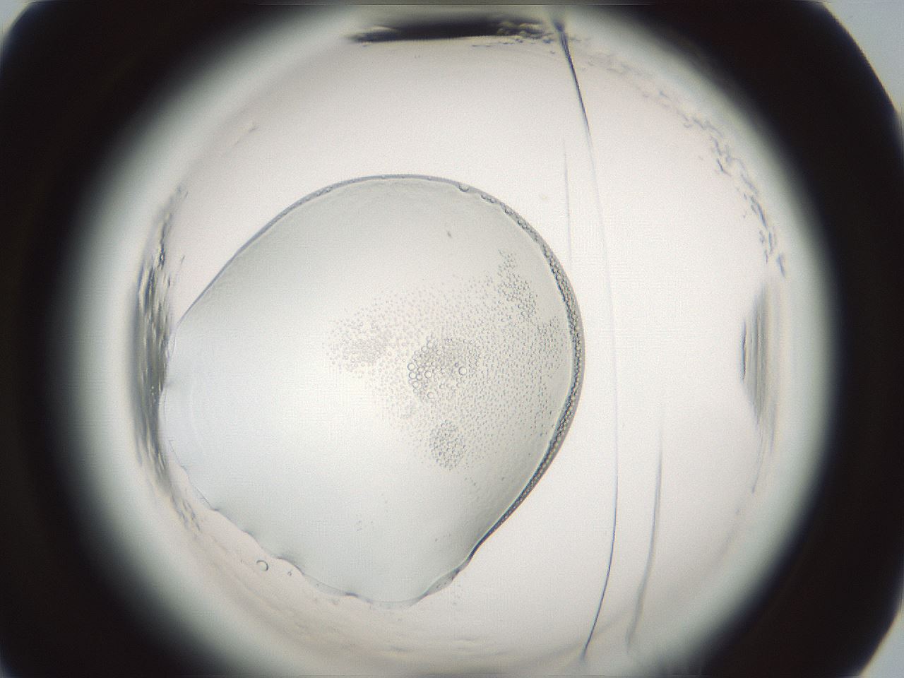folderID610_plateID2610_batchID13190_wellNum67_profileID1_d2_r206705_ef.jpg
