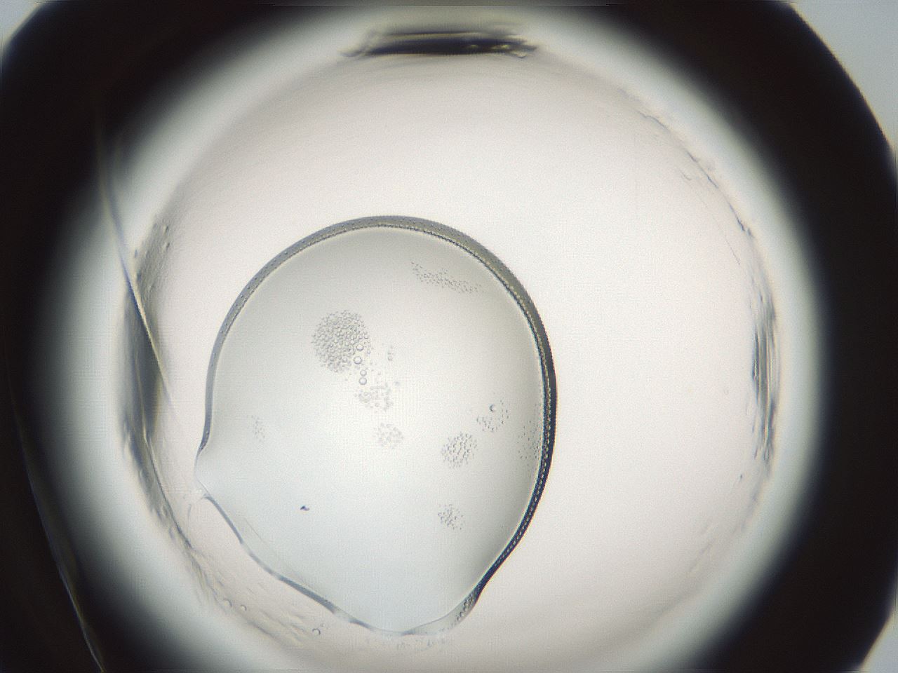 folderID610_plateID2610_batchID13190_wellNum84_profileID1_d2_r206756_ef.jpg