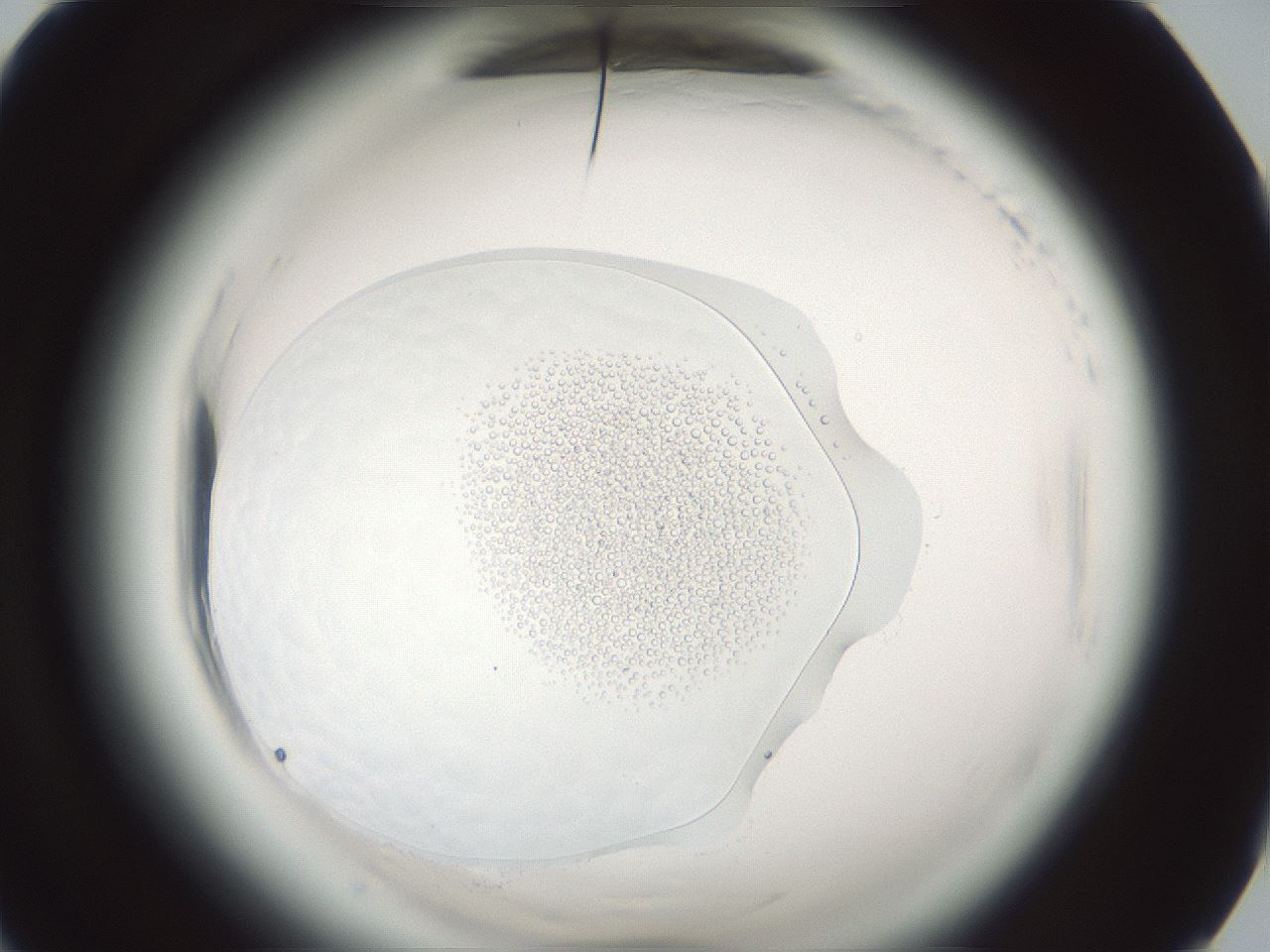 folderID610_plateID2610_batchID13190_wellNum89_profileID1_d1_r206770_ef.jpg