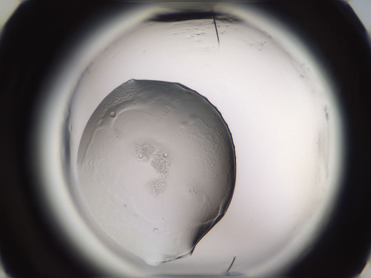 folderID611_plateID2611_batchID13192_wellNum29_profileID1_d3_r207168_ef.jpg