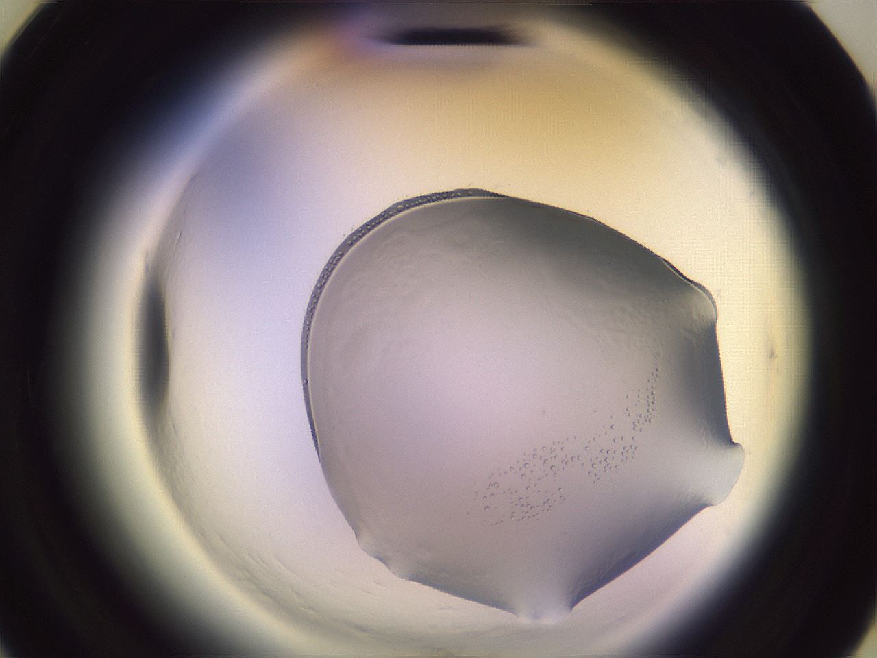 folderID612_plateID2612_batchID13186_wellNum20_profileID1_d3_r205701_ef.jpg