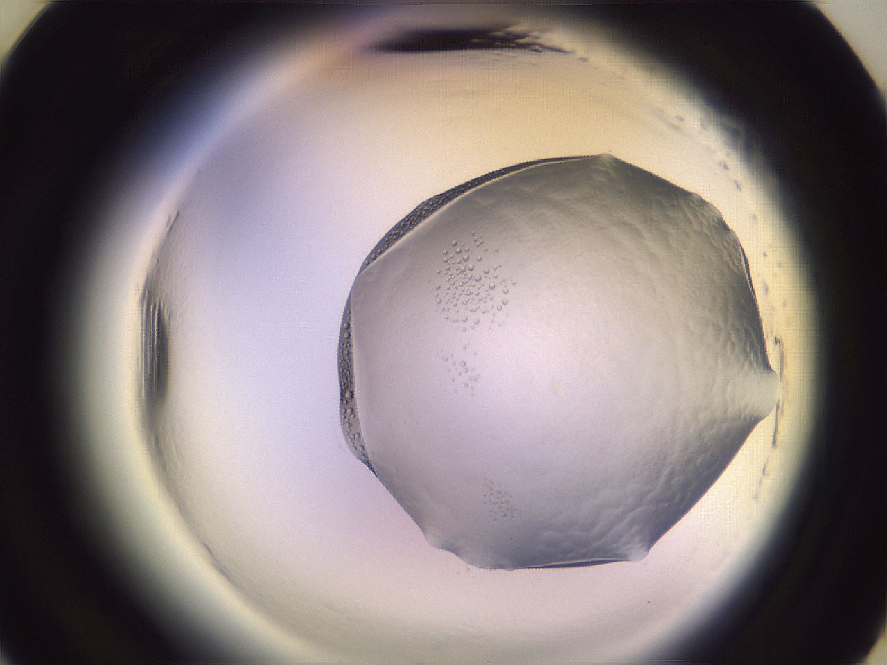 folderID612_plateID2612_batchID13186_wellNum21_profileID1_d3_r205704_ef.jpg