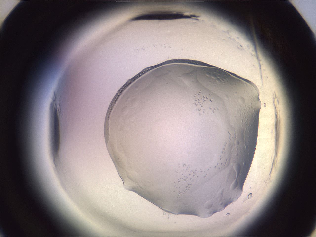 folderID612_plateID2612_batchID13186_wellNum22_profileID1_d3_r205707_ef.jpg