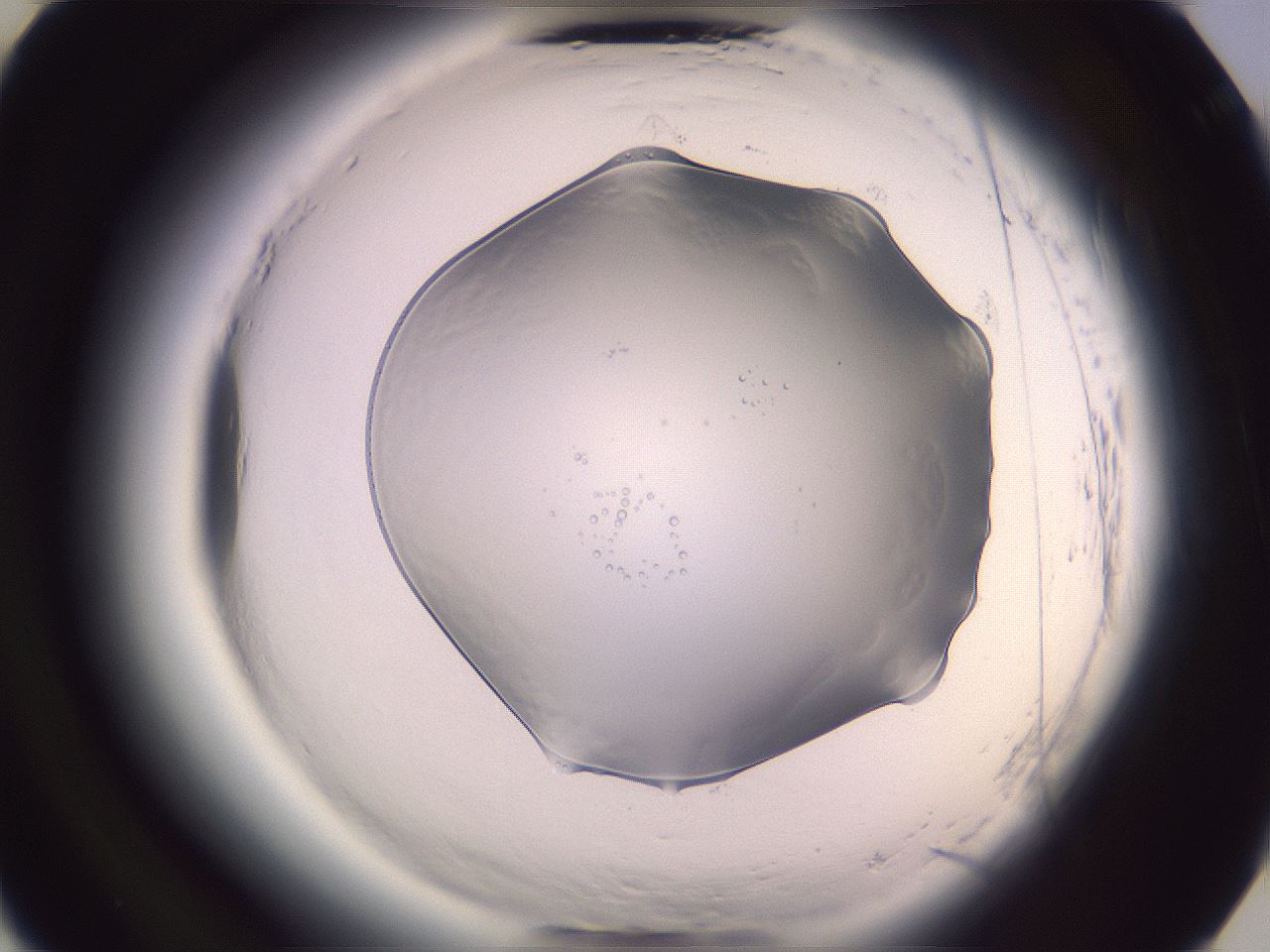 folderID612_plateID2612_batchID13186_wellNum25_profileID1_d3_r205716_ef.jpg