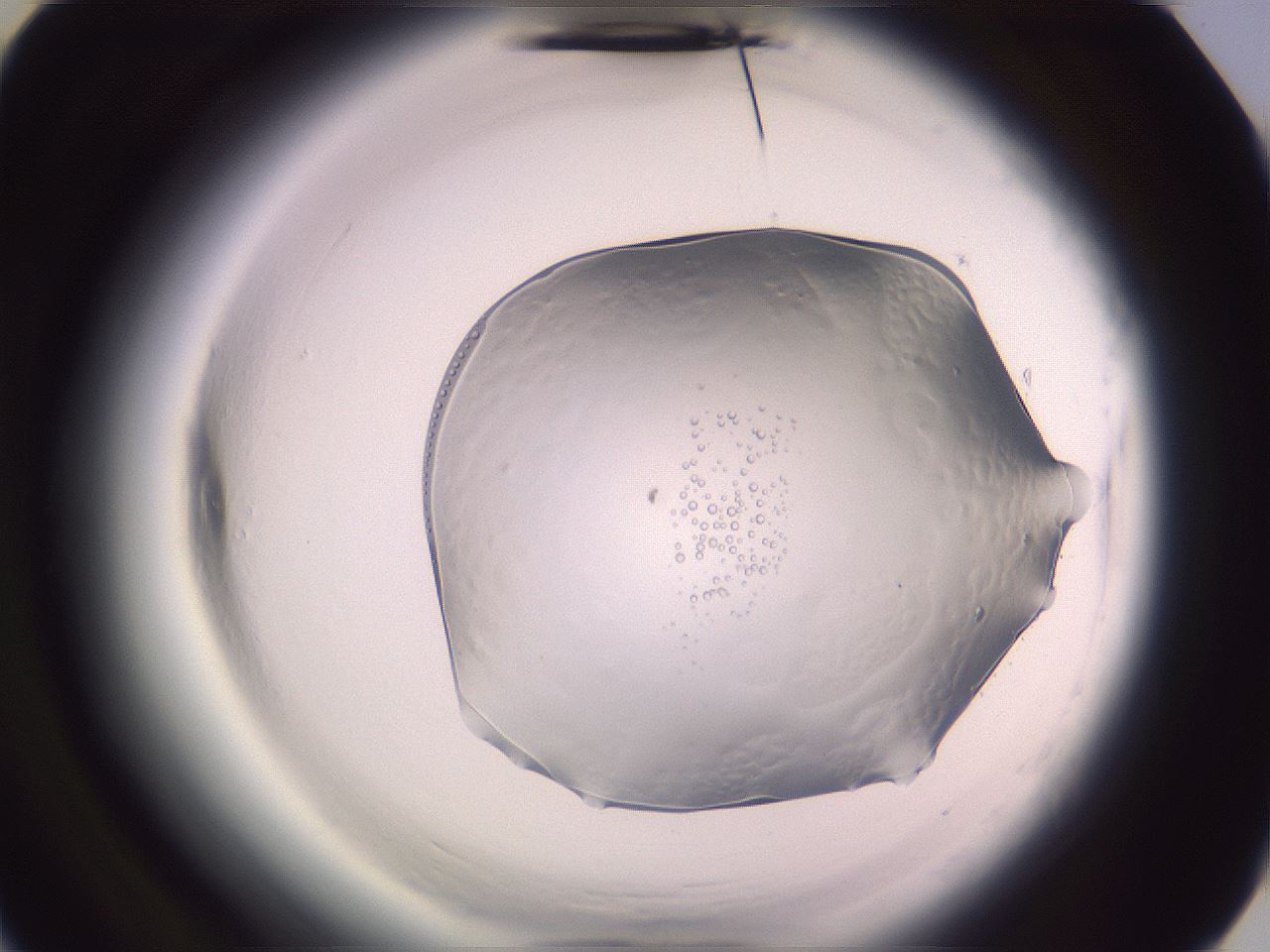 folderID612_plateID2612_batchID13186_wellNum40_profileID1_d3_r205761_ef.jpg