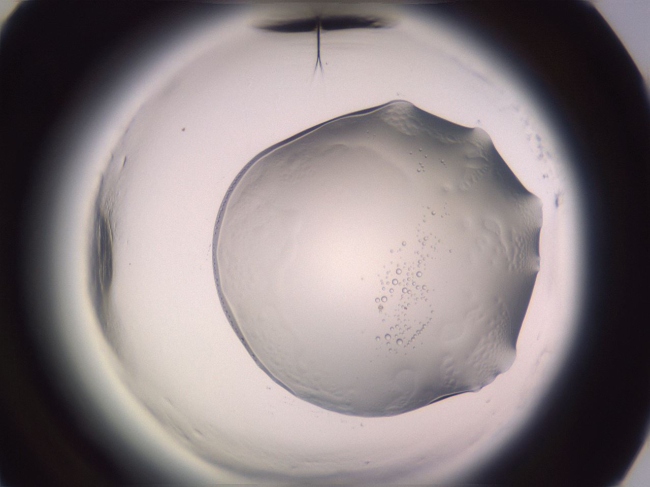 folderID612_plateID2612_batchID13186_wellNum65_profileID1_d3_r205836_ef.jpg