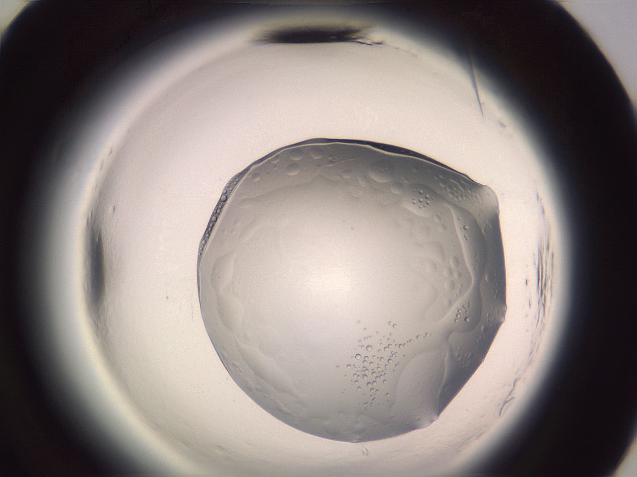folderID612_plateID2612_batchID13186_wellNum70_profileID1_d3_r205851_ef.jpg