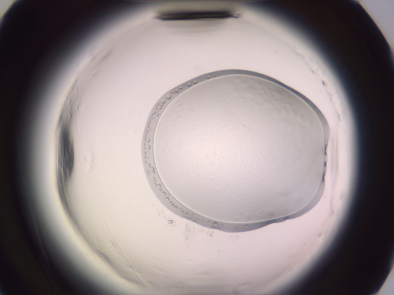 folderID612_plateID2612_batchID13186_wellNum89_profileID1_d2_r205907_ef.jpg
