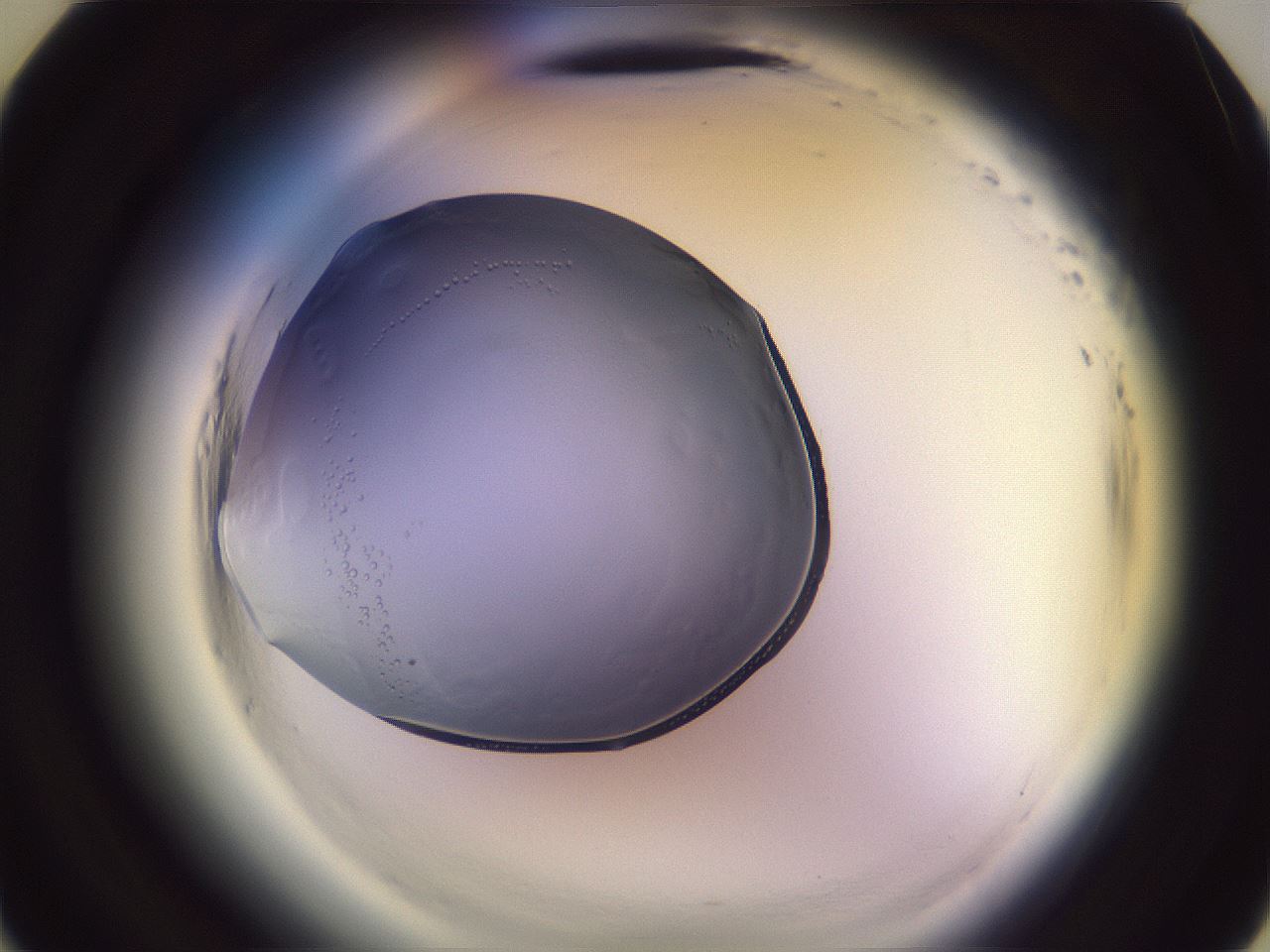 folderID612_plateID2612_batchID13186_wellNum9_profileID1_d3_r205668_ef.jpg