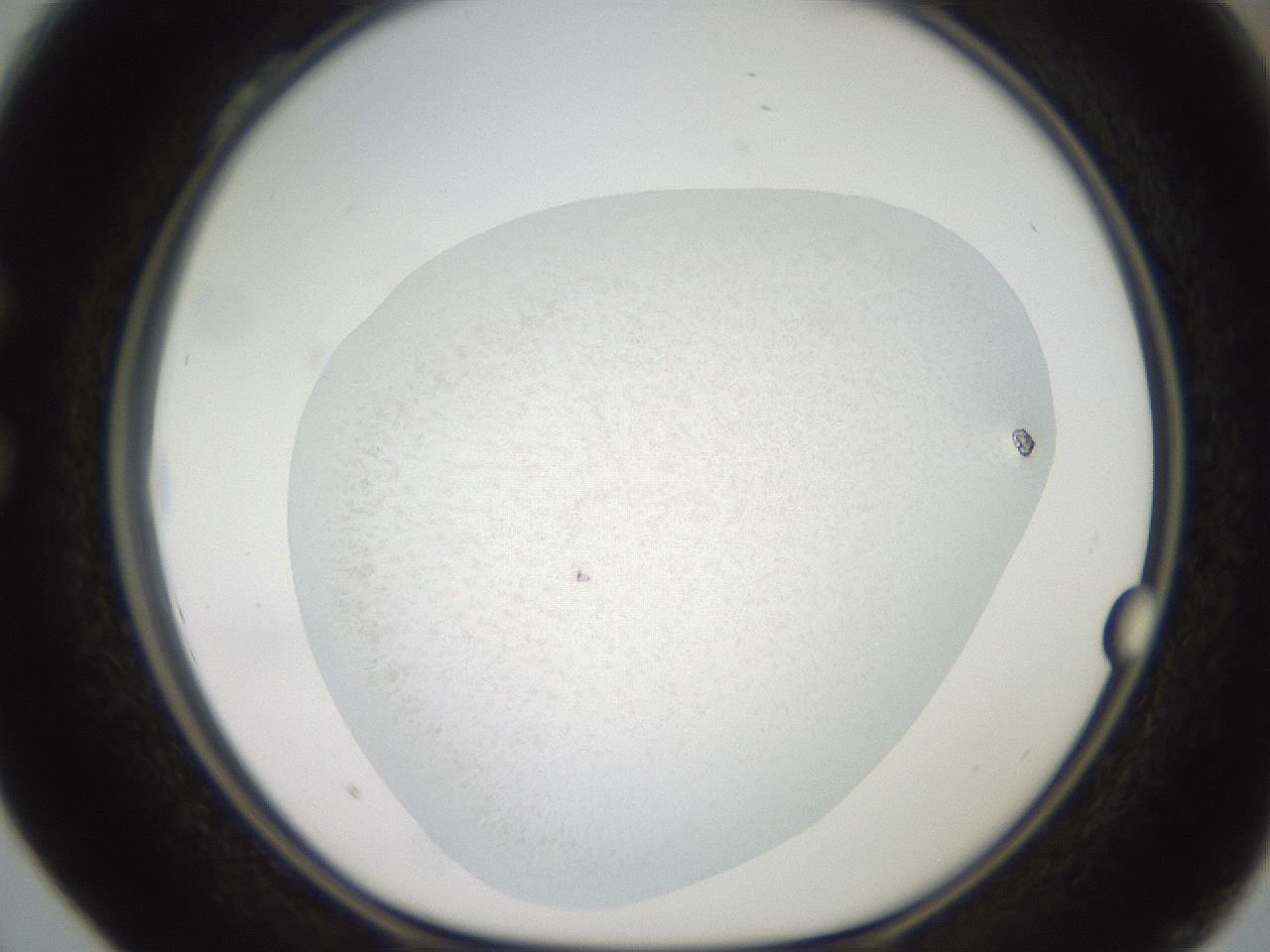 folderID618_plateID1618_batchID6746_wellNum28_profileID1_d1_r107630_ef.jpg
