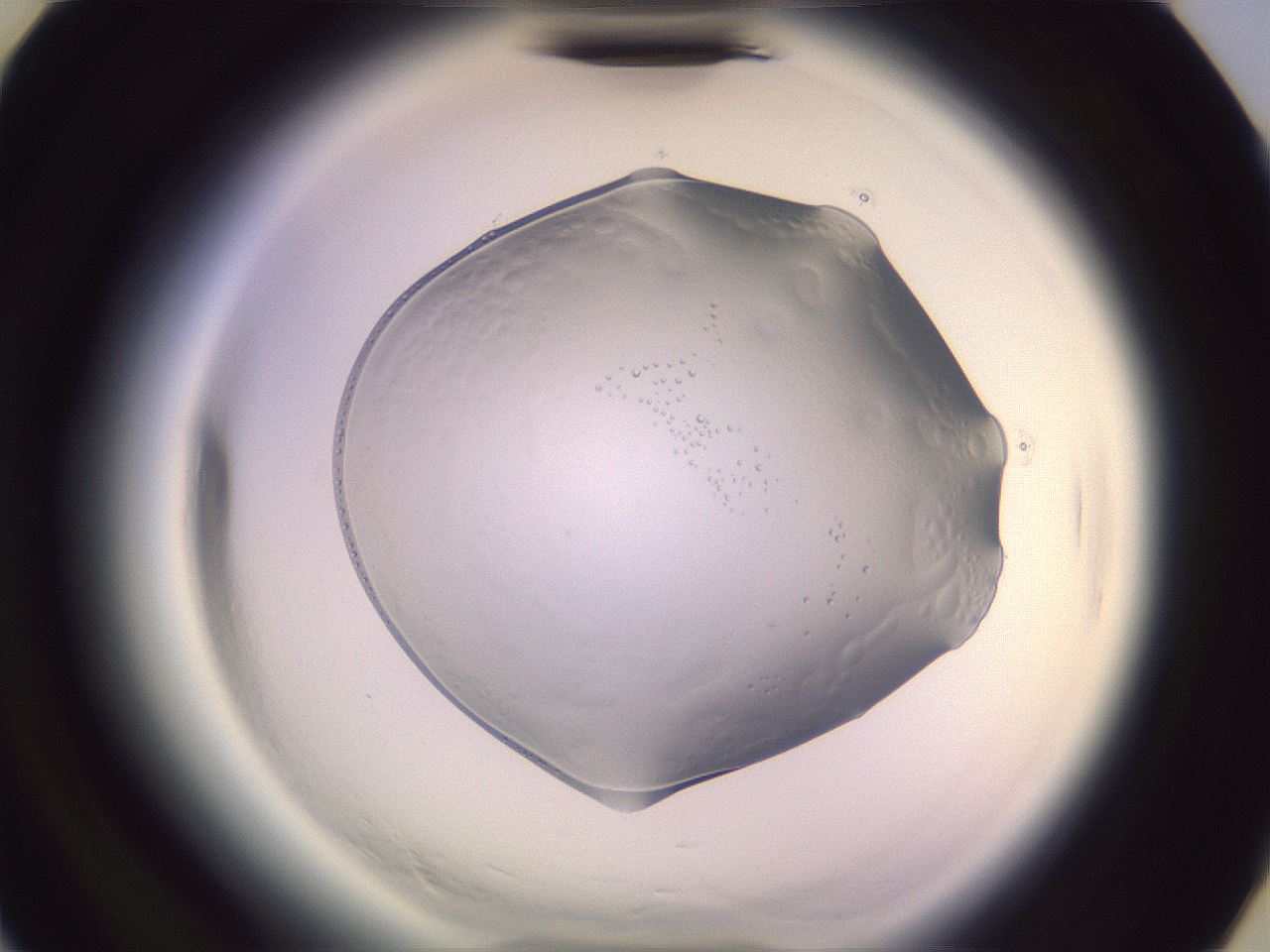 folderID612_plateID2612_batchID13186_wellNum31_profileID1_d3_r205734_ef.jpg