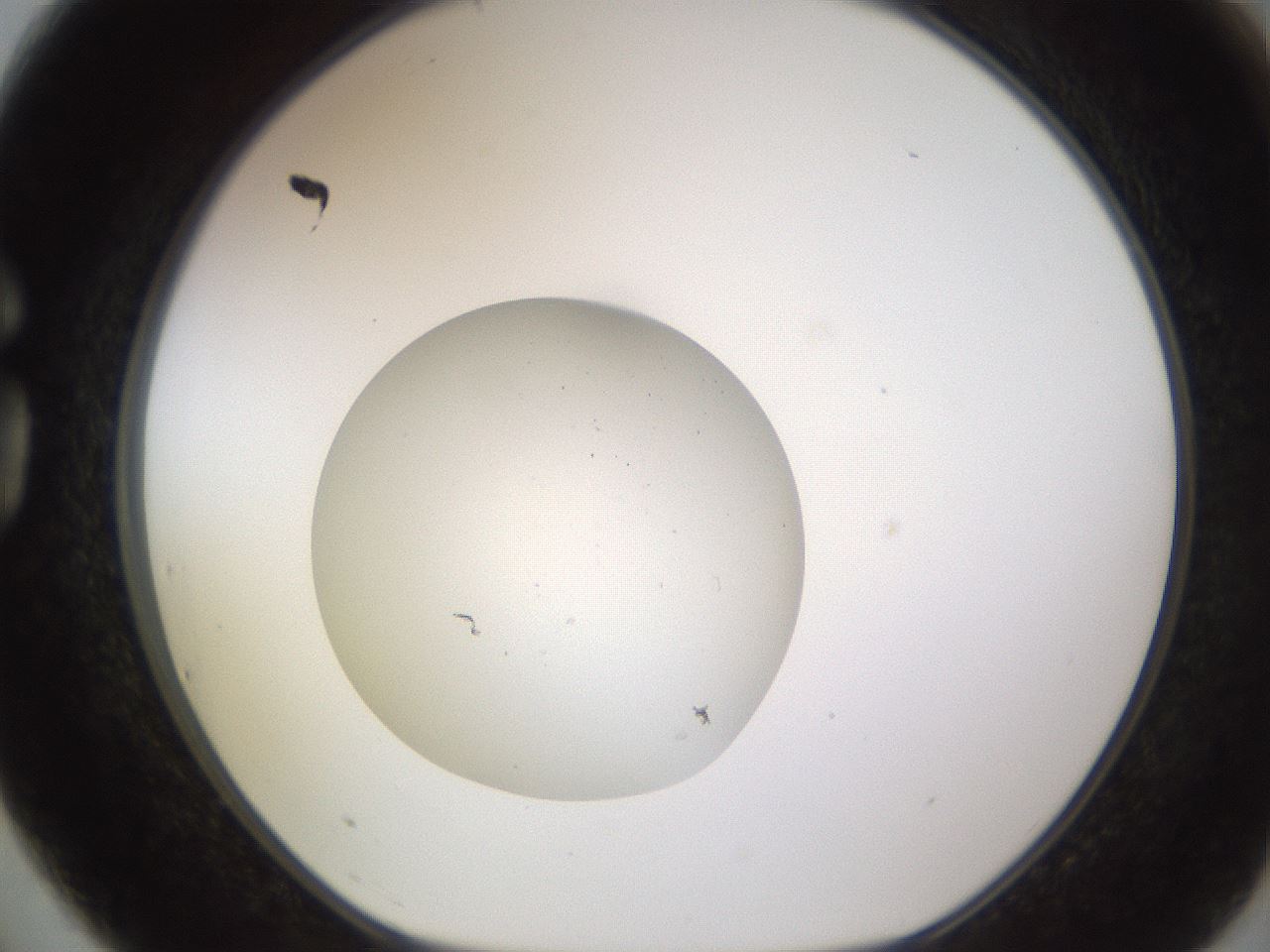 folderID621_plateID2621_batchID13307_wellNum75_profileID1_d1_r211074_ef.jpg