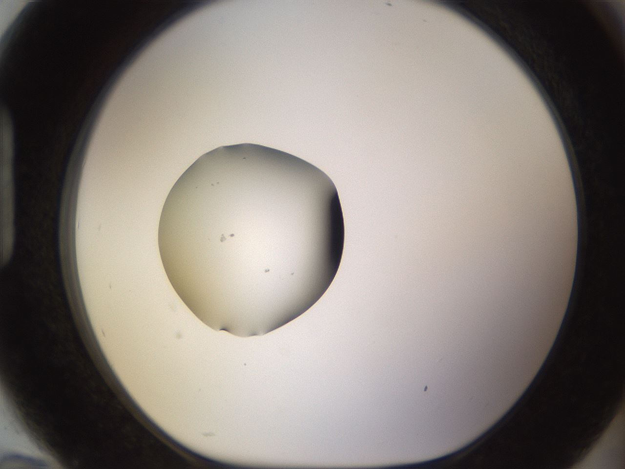 folderID621_plateID2621_batchID13307_wellNum94_profileID1_d1_r211112_ef.jpg