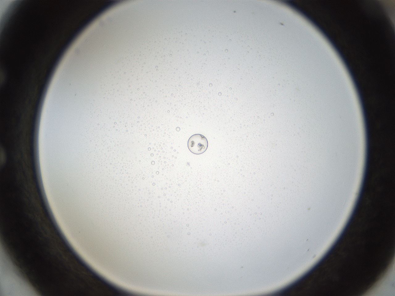 folderID212_plateID1212_batchID3623_wellNum54_profileID1_d1_r68490_ef.jpg