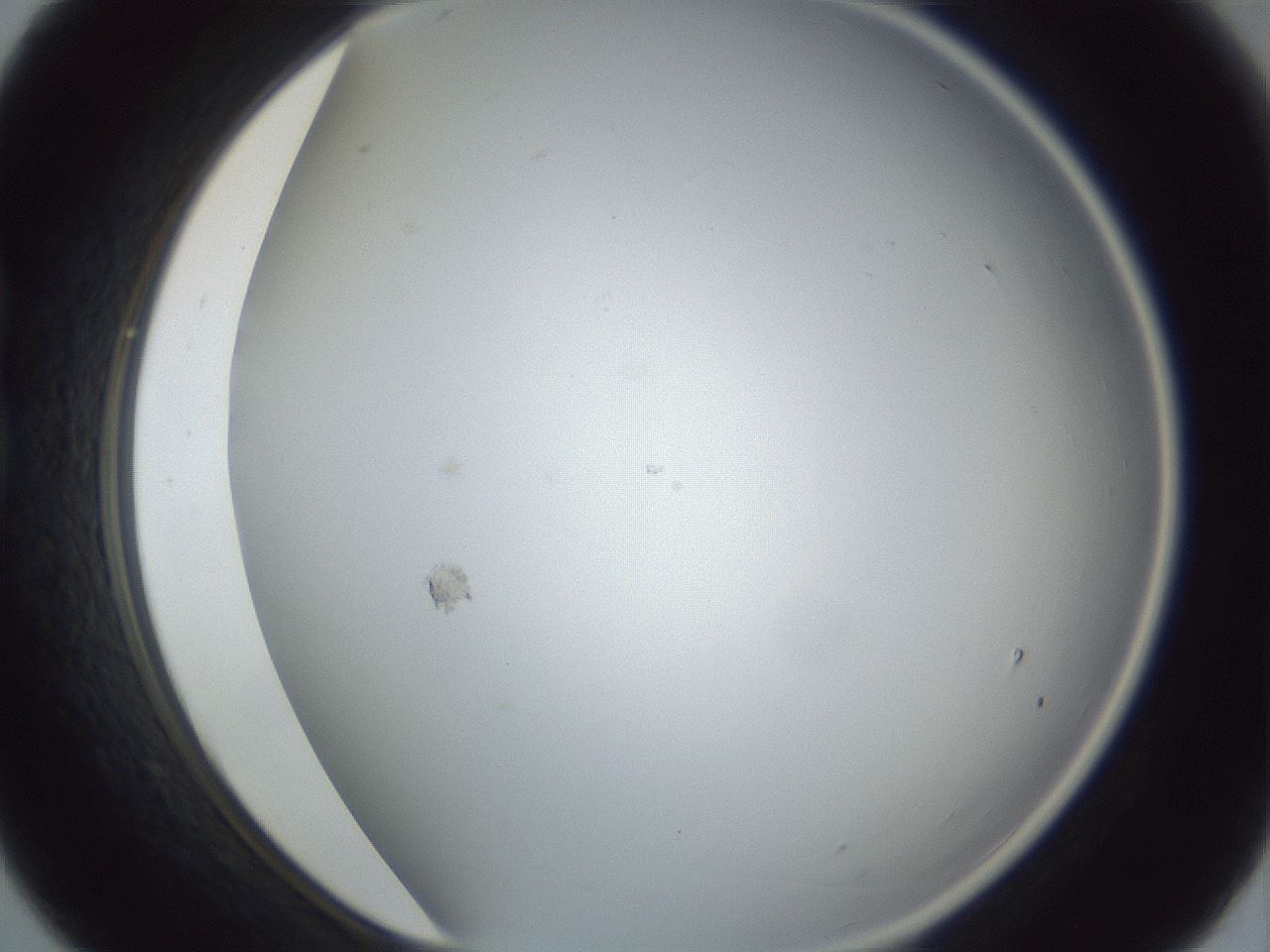 folderID215_plateID1215_batchID3653_wellNum21_profileID1_d1_r67176_ef.jpg