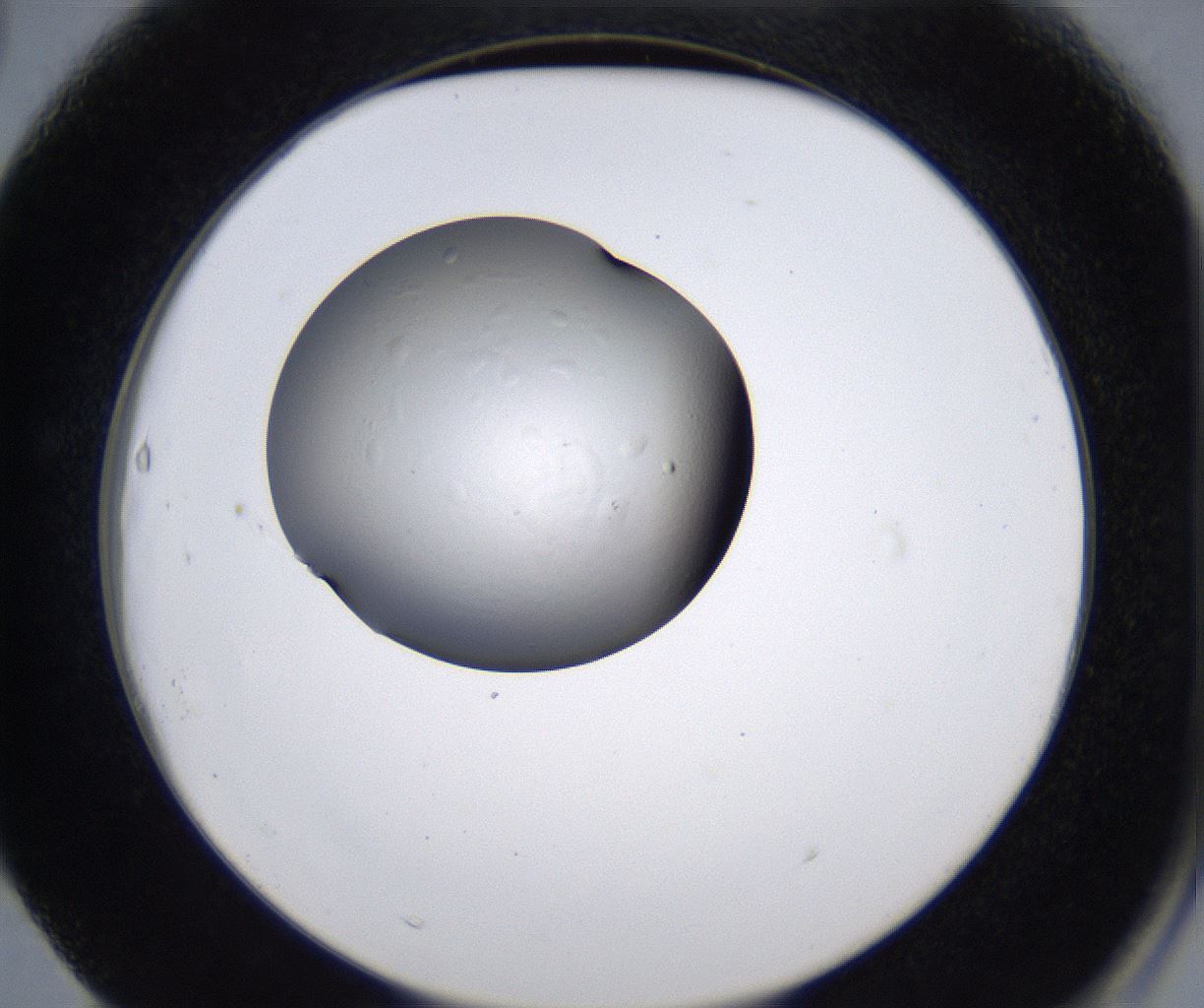 folderID215_plateID2215_batchID10049_wellNum63_profileID1_d2_r150836_ef.jpg
