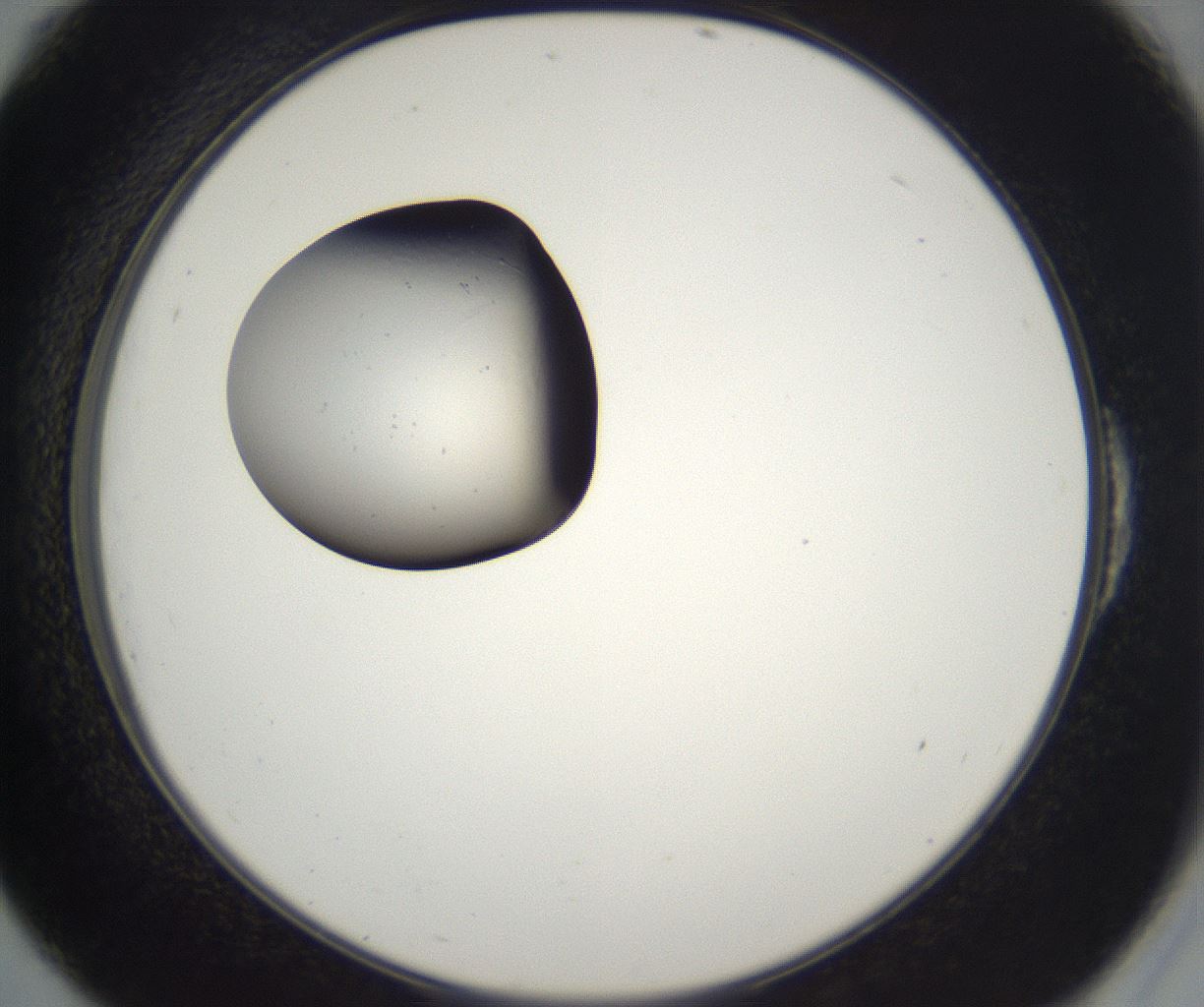 folderID216_plateID2216_batchID10056_wellNum54_profileID1_d2_r151970_ef.jpg