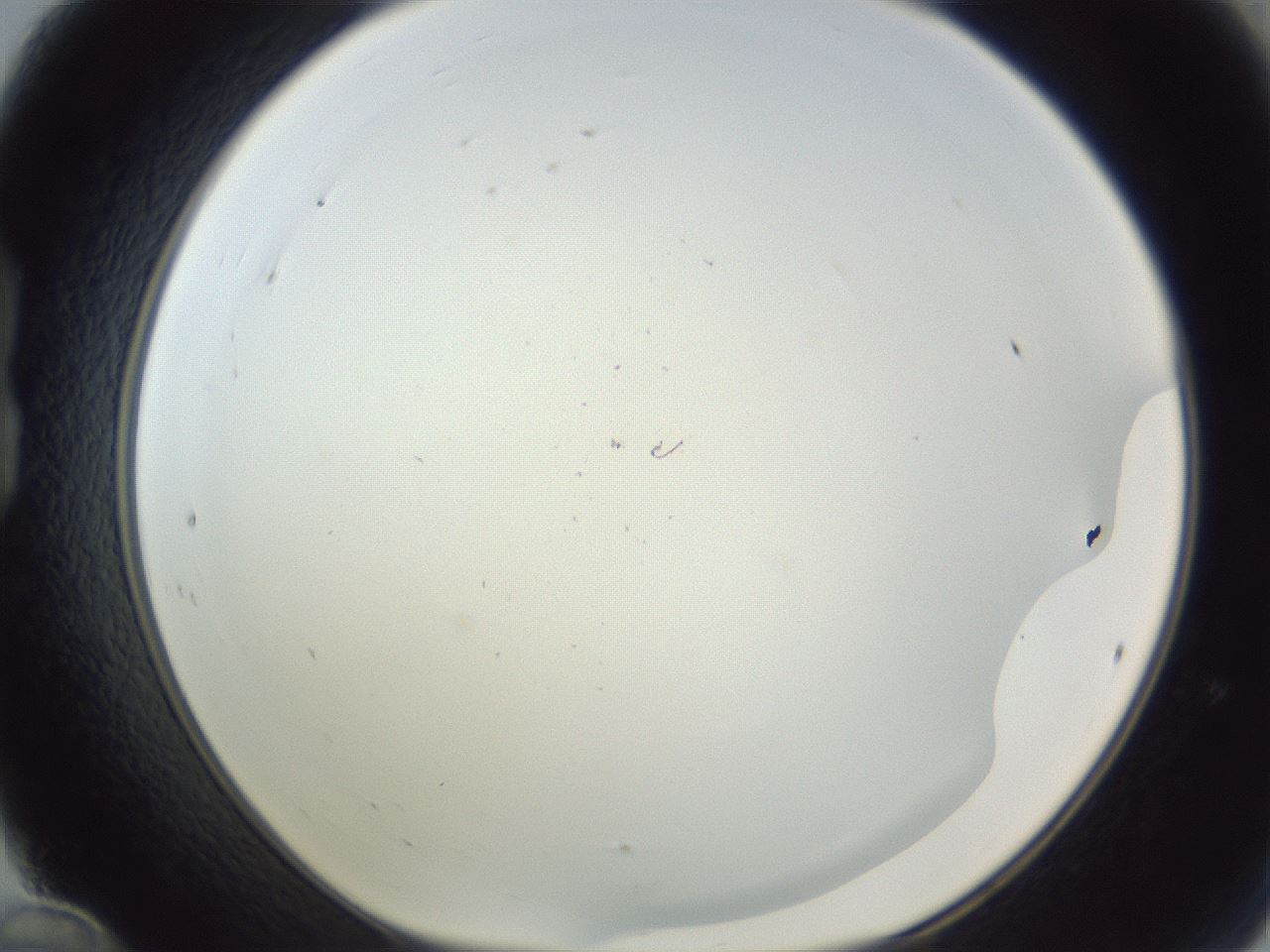 folderID217_plateID1217_batchID3625_wellNum24_profileID1_d1_r68814_ef.jpg