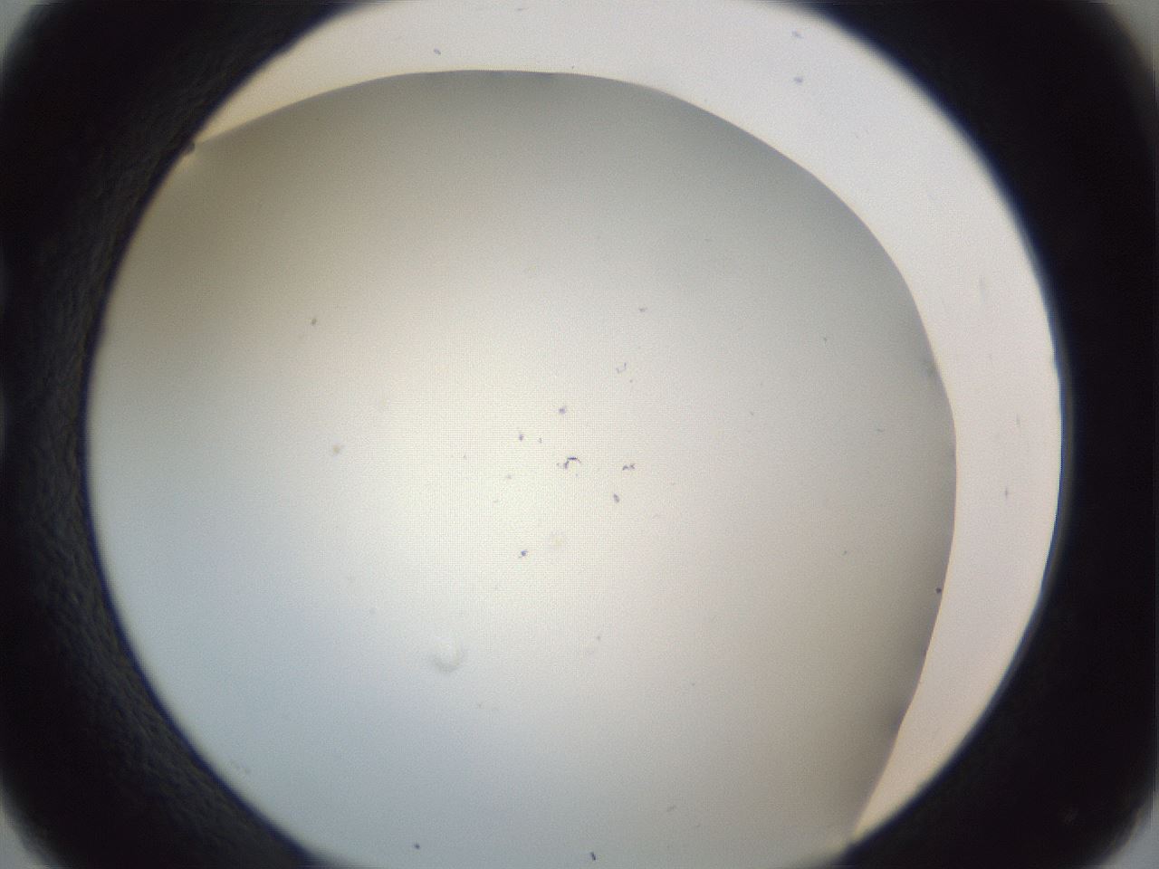 folderID217_plateID1217_batchID3671_wellNum26_profileID1_d1_r68818_ef.jpg