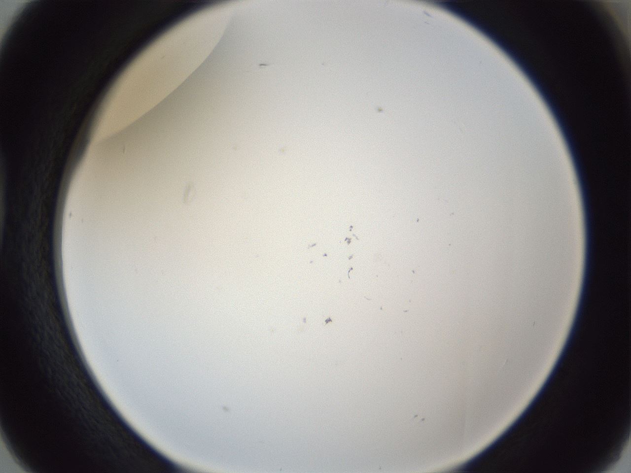 folderID217_plateID1217_batchID3671_wellNum38_profileID1_d1_r68842_ef.jpg