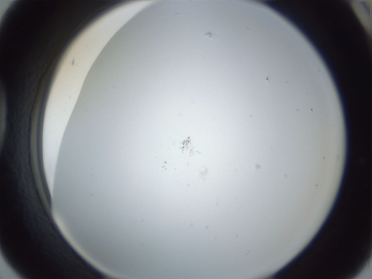 folderID217_plateID1217_batchID3671_wellNum42_profileID1_d1_r68850_ef.jpg