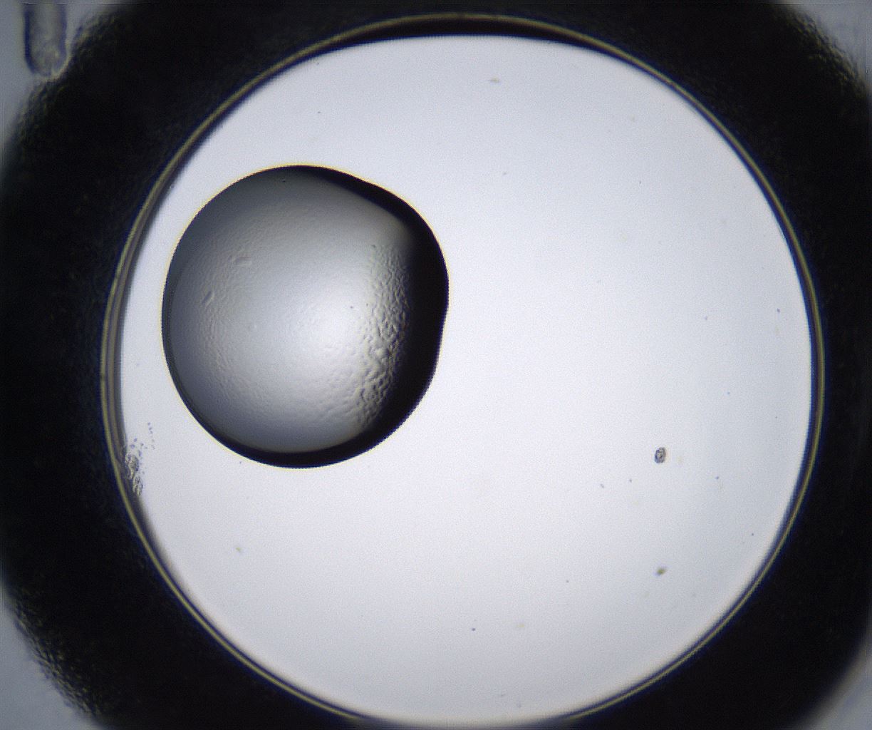 folderID217_plateID2217_batchID10050_wellNum11_profileID1_d2_r150924_ef.jpg