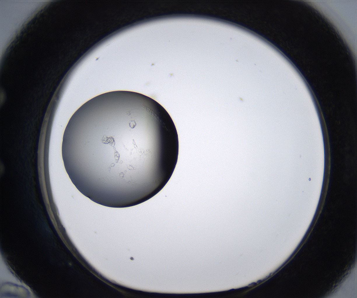 folderID219_plateID2219_batchID10051_wellNum58_profileID1_d1_r151209_ef.jpg