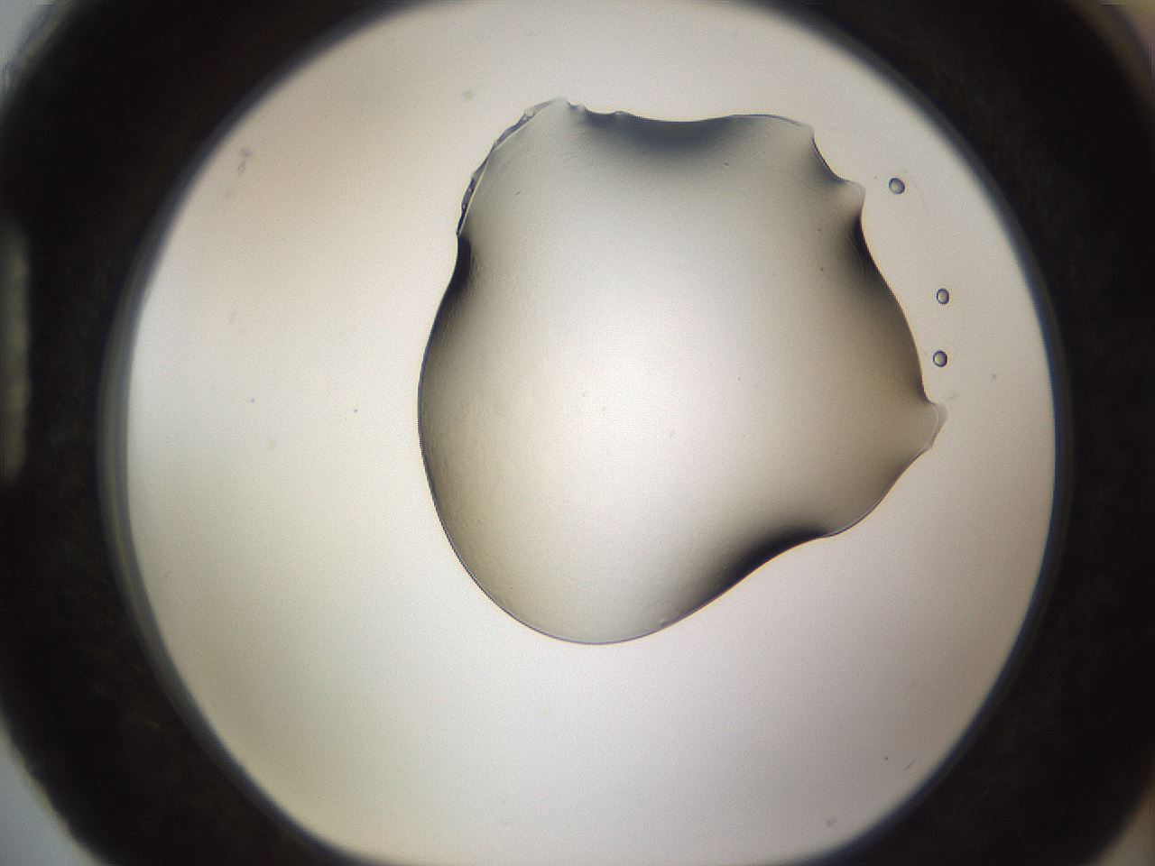 folderID220_plateID1220_batchID3717_wellNum88_profileID1_d1_r67895_ef.jpg