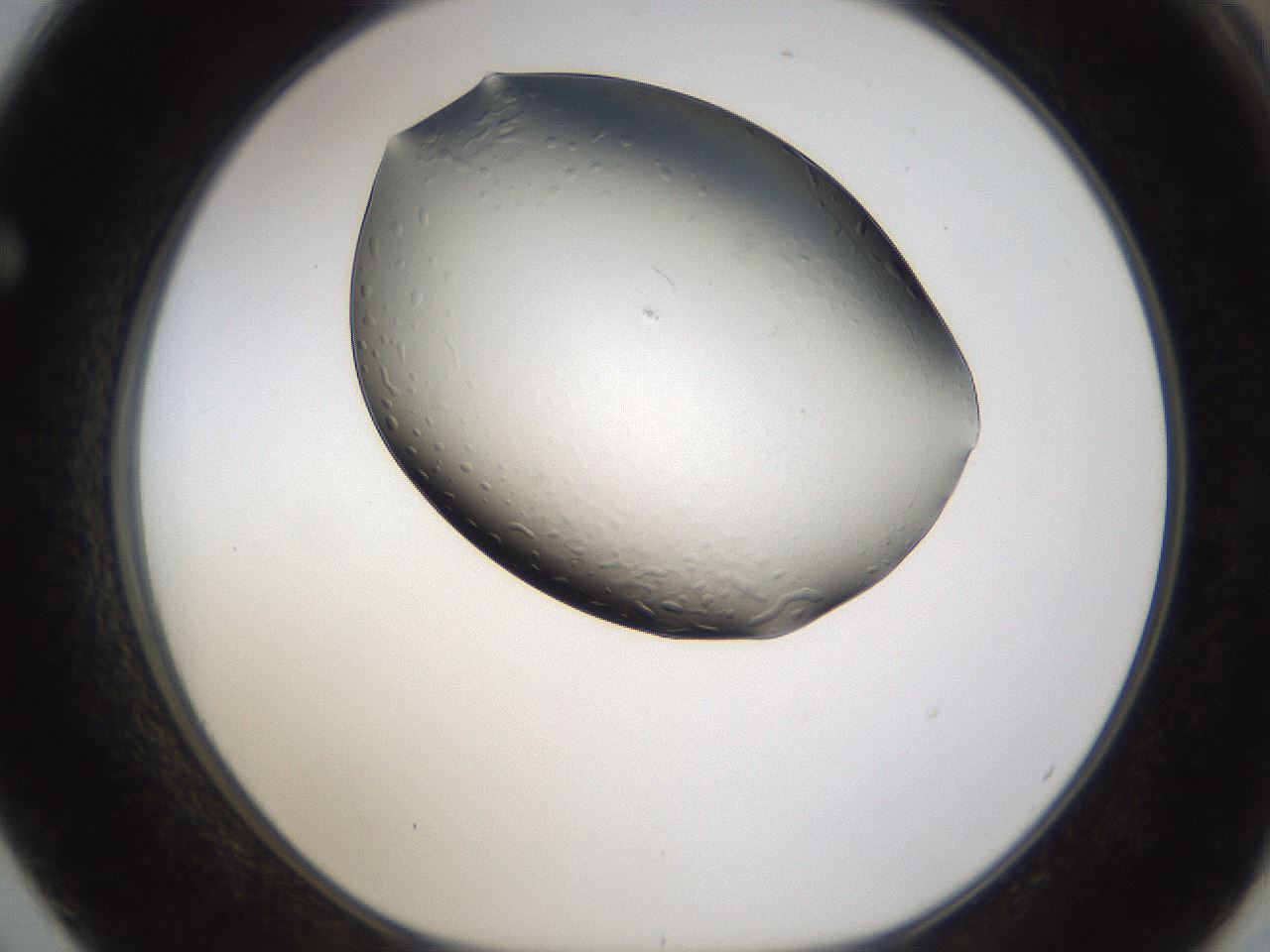 folderID222_plateID1222_batchID3718_wellNum62_profileID1_d1_r67965_ef.jpg