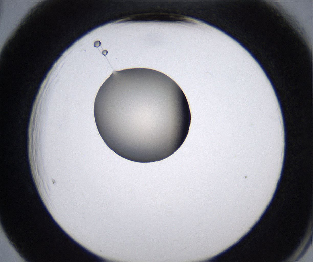 folderID222_plateID2222_batchID10090_wellNum65_profileID1_d2_r152472_ef.jpg