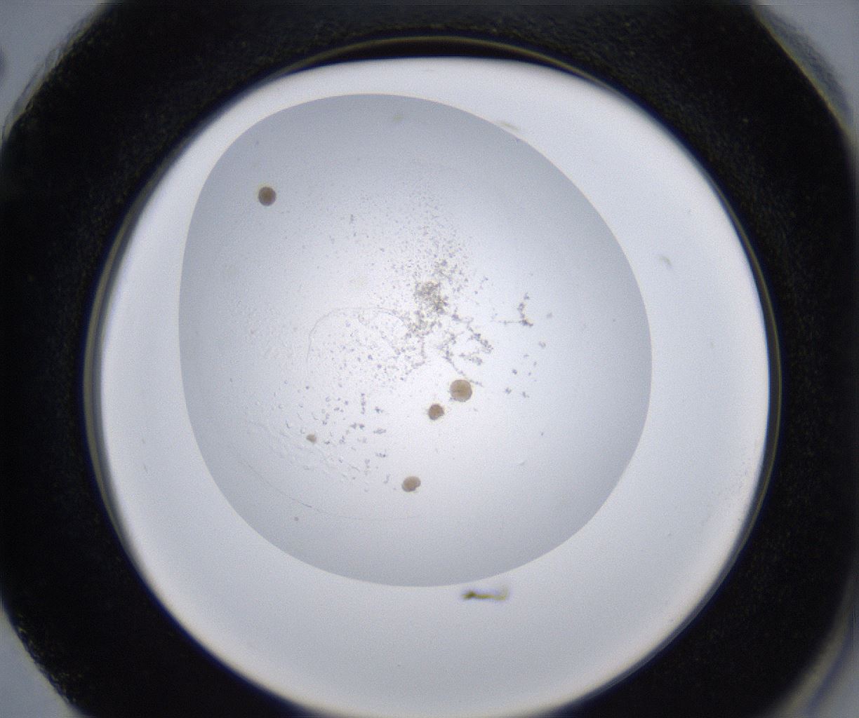 folderID222_plateID2222_batchID10090_wellNum74_profileID1_d2_r152490_ef.jpg