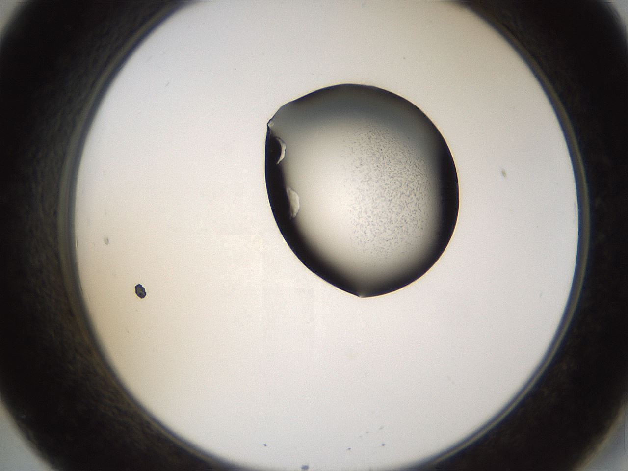 folderID226_plateID1226_batchID3776_wellNum20_profileID1_d2_r71477_ef.jpg