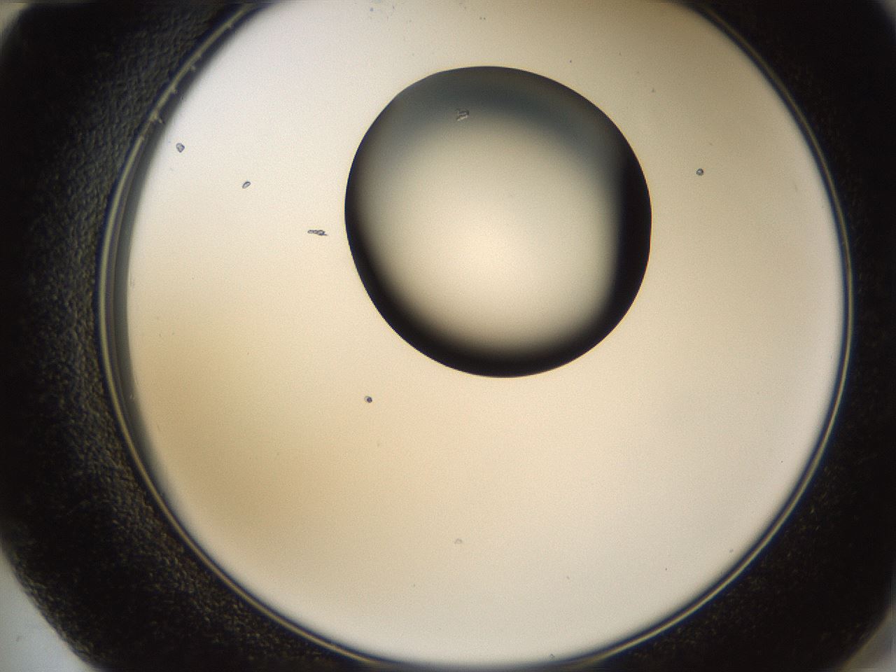 folderID226_plateID1226_batchID3776_wellNum72_profileID1_d2_r71529_ef.jpg