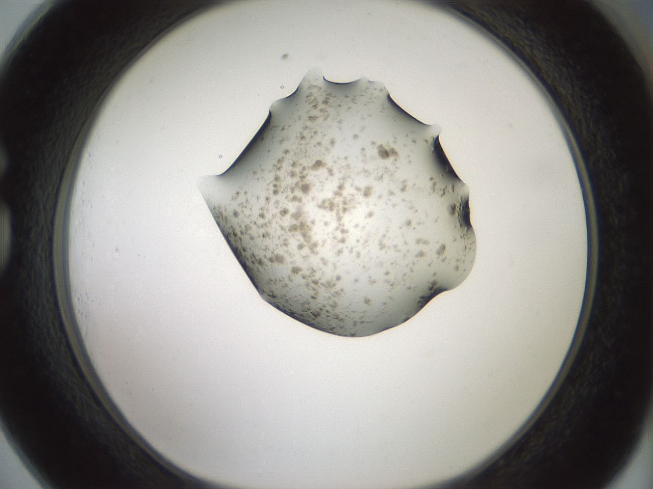folderID227_plateID1227_batchID3777_wellNum73_profileID1_d1_r70088_ef.jpg