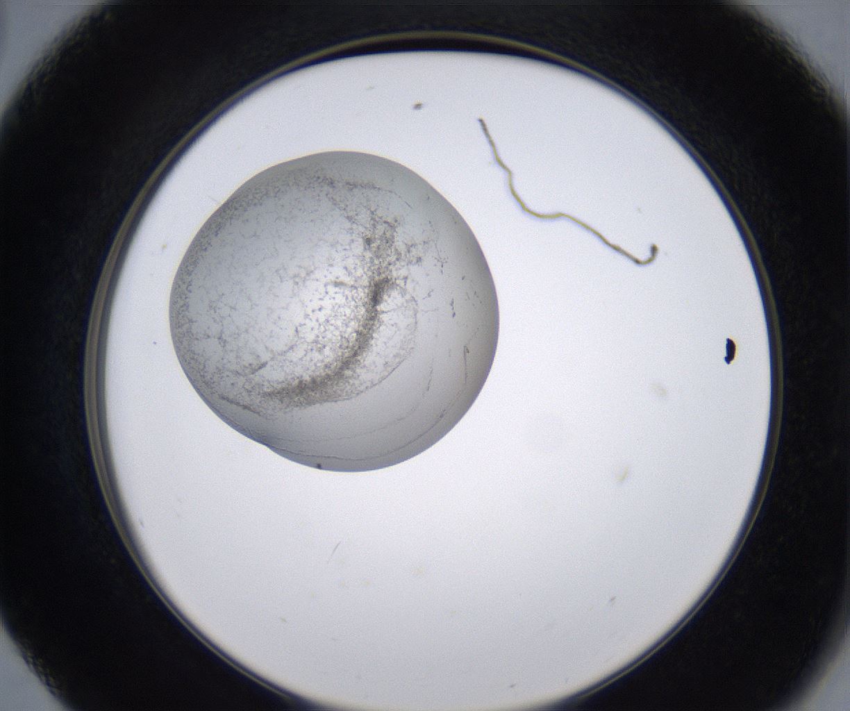 folderID228_plateID2228_batchID10093_wellNum56_profileID1_d2_r153034_ef.jpg