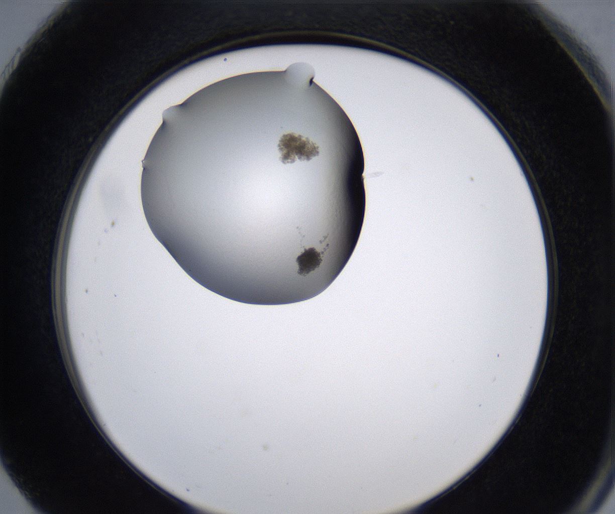 folderID230_plateID2230_batchID10094_wellNum91_profileID1_d2_r153296_ef.jpg