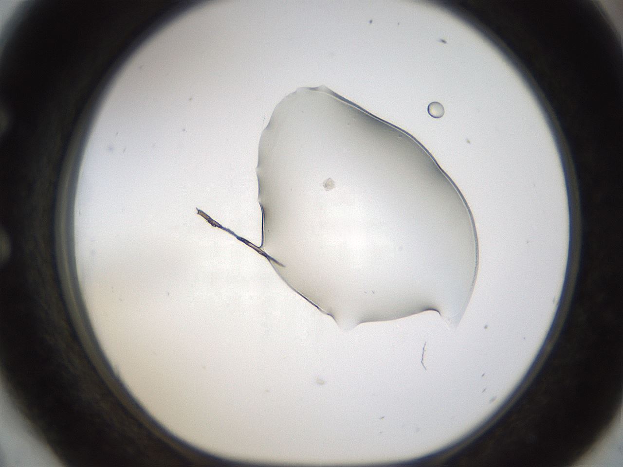 folderID236_plateID1236_batchID3800_wellNum54_profileID1_d1_r71895_ef.jpg