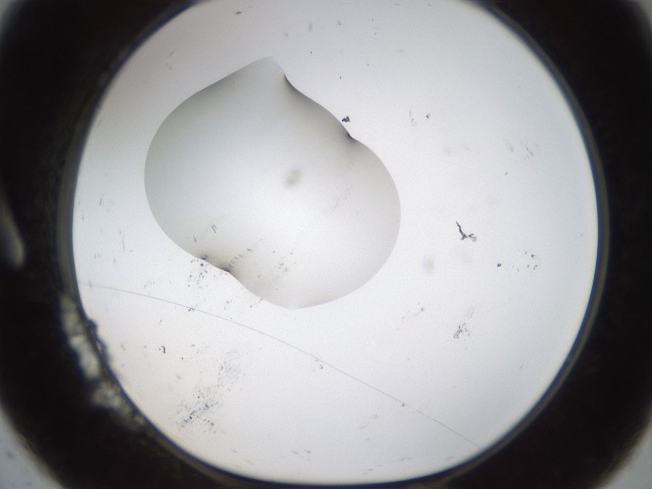 folderID238_plateID1238_batchID3807_wellNum9_profileID1_d1_r72042_ef.jpg