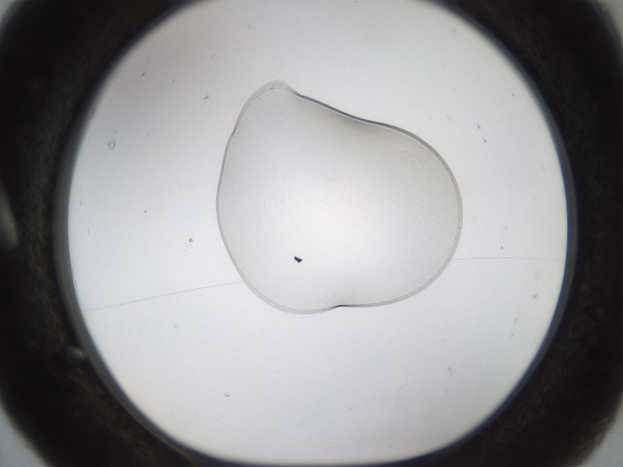 folderID239_plateID1239_batchID3802_wellNum5_profileID1_d1_r71942_ef.jpg