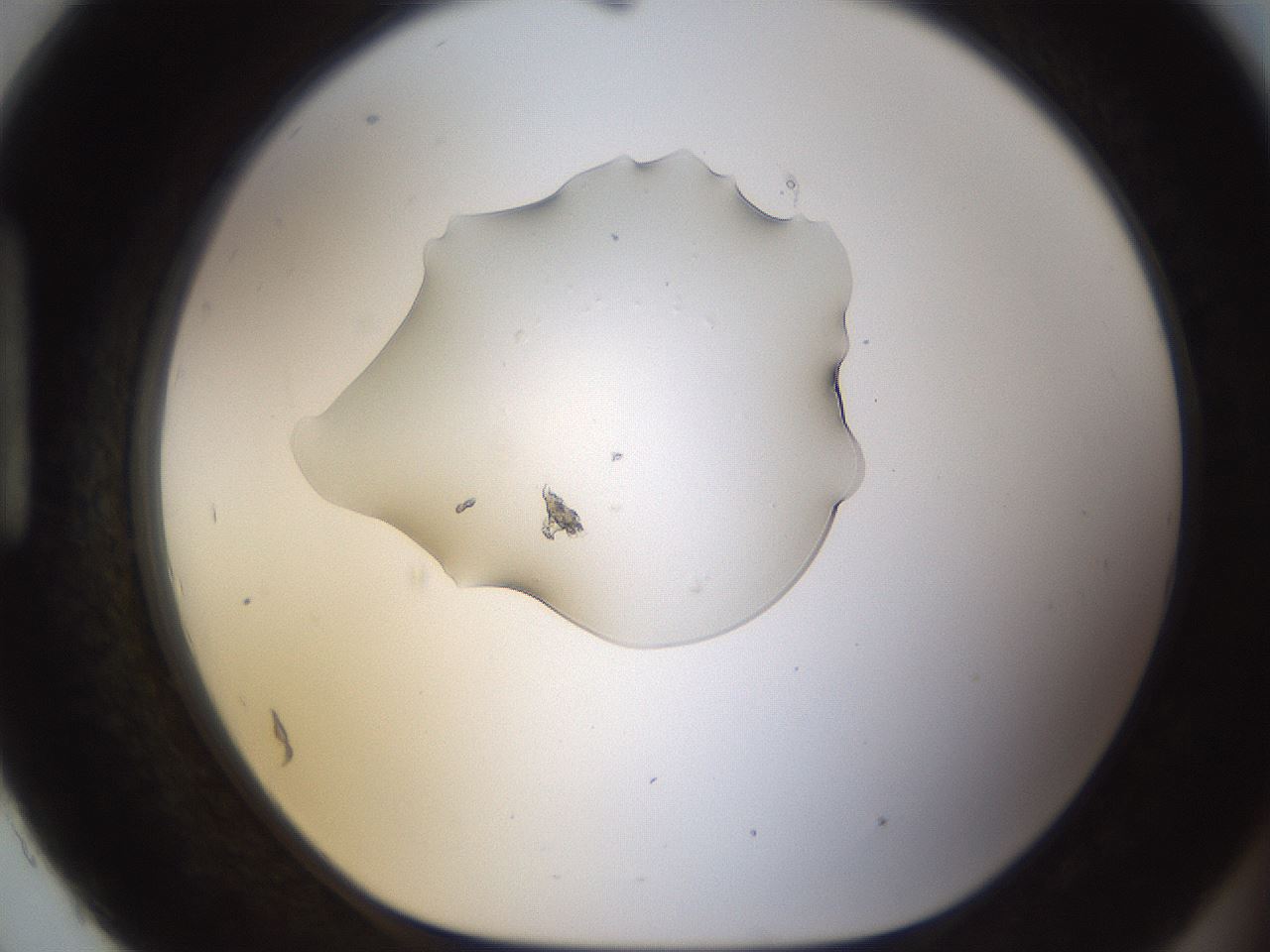 folderID239_plateID1239_batchID3802_wellNum93_profileID1_d1_r72030_ef.jpg