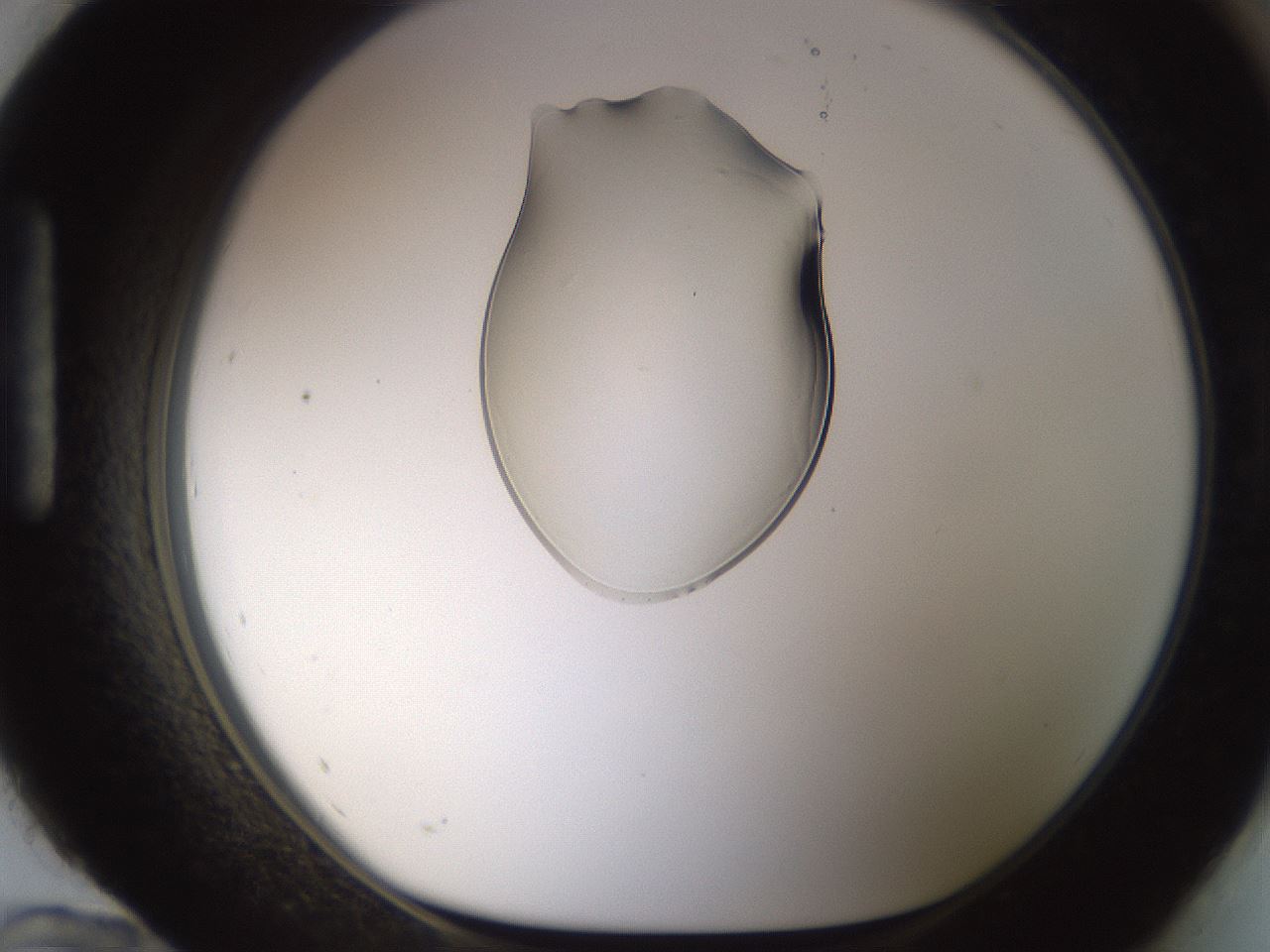 folderID239_plateID1239_batchID3802_wellNum96_profileID1_d1_r72033_ef.jpg