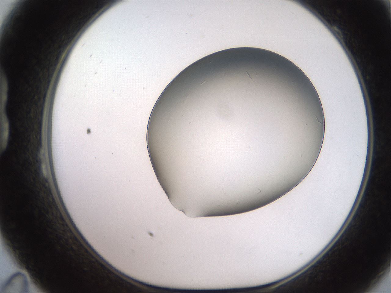 folderID246_plateID2246_batchID10265_wellNum23_profileID1_d1_r154990_ef.jpg