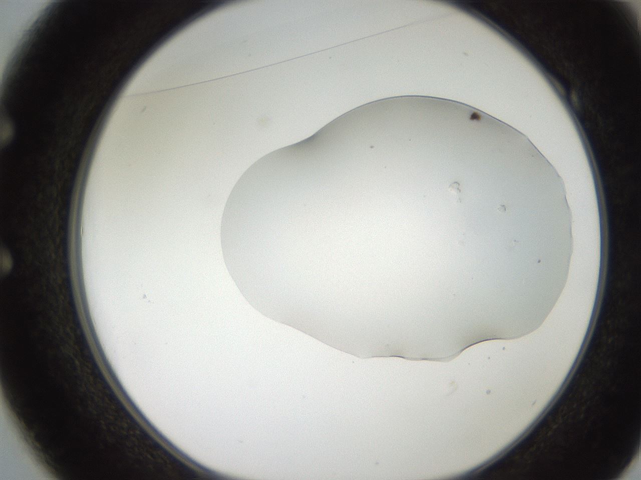 folderID246_plateID2246_batchID10265_wellNum49_profileID1_d1_r155016_ef.jpg
