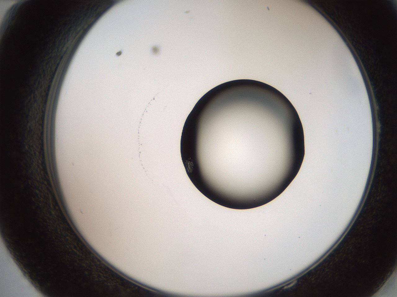 folderID247_plateID2247_batchID10277_wellNum58_profileID1_d2_r155182_ef.jpg