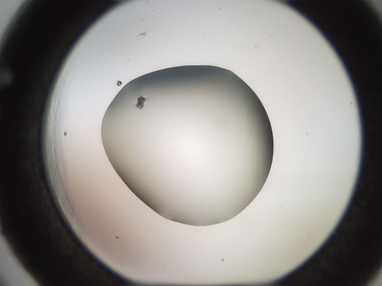 folderID249_plateID2249_batchID10284_wellNum66_profileID1_d1_r156352_ef.jpg