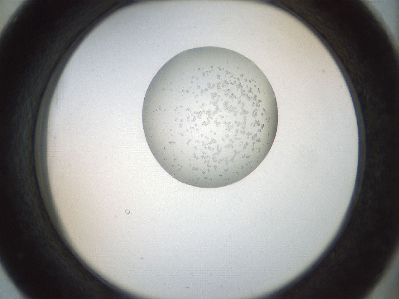 folderID155_plateID1155_batchID3205_wellNum51_profileID1_d2_r62532_ef.jpg