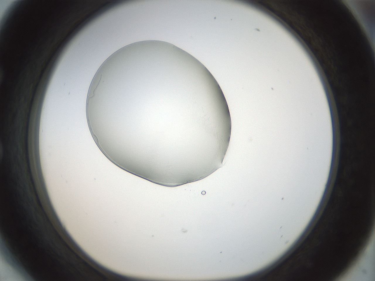 folderID155_plateID1155_batchID3205_wellNum54_profileID1_d1_r62537_ef.jpg
